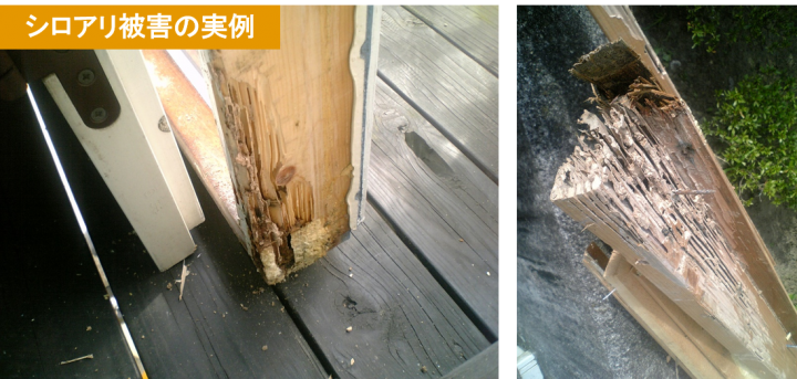 オーナーズサイト 梅雨本番 住まいのシロアリ対策していますか 北洲ハウジング