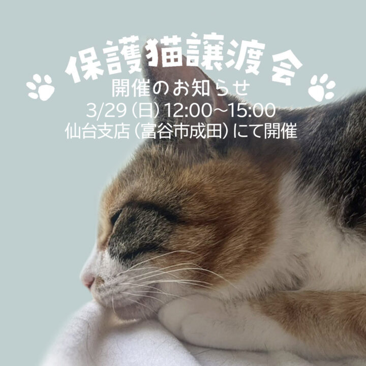 宮城県富谷市「保護猫譲渡会」開催